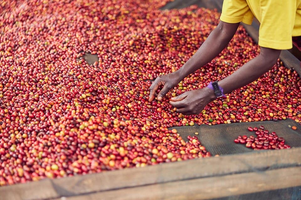 Enter Africa Coffee Export — Empowering Ethiopian Coffee Excellence