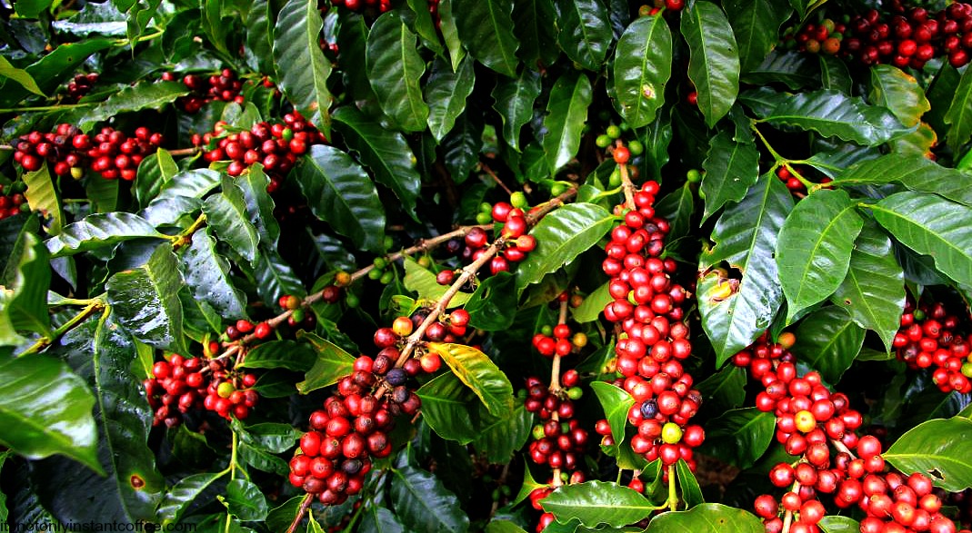 Enter Africa Coffee Export — Empowering Ethiopian Coffee Excellence